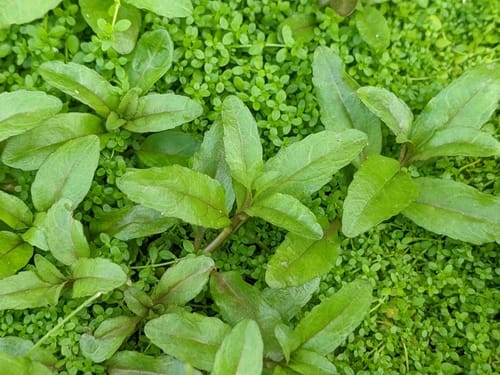 Veronica undulata (Undulate Speedwell) — photo