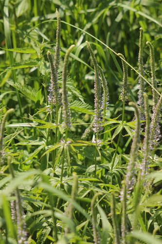 Veronicastrum sibiricum (Siberia-kugai-so) — photo