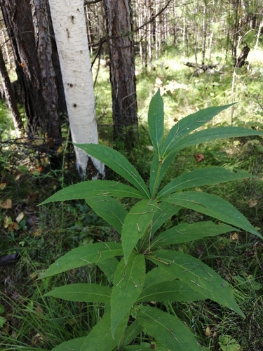 Veronicastrum sibiricum (Siberia-kugai-so) — photo