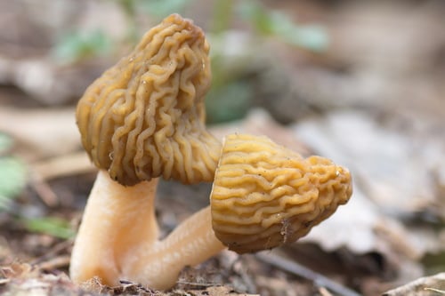 Verpa bohemica — photo