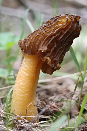 Verpa bohemica