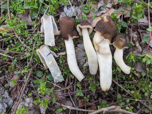 Verpa conica (Glove-fingered morel) — photo