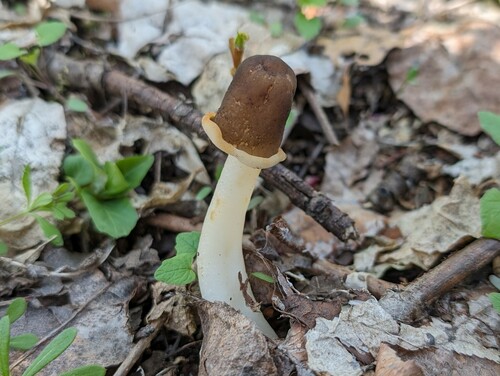 Verpa conica (Glove-fingered morel) — photo