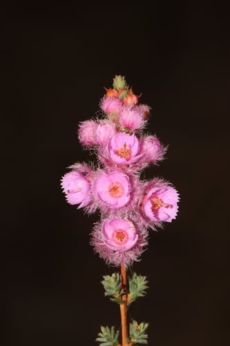 Verticordia pennigera