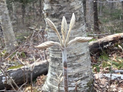 Viburnum alnifolium (Hobble Bush) — photo
