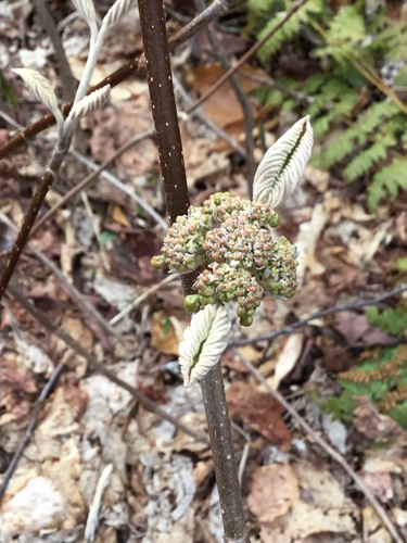 Viburnum alnifolium (Hobble Bush) — photo
