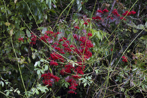 Viburnum betulifolium — photo