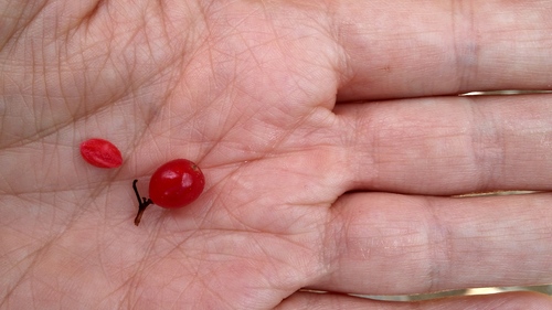 Viburnum betulifolium — photo