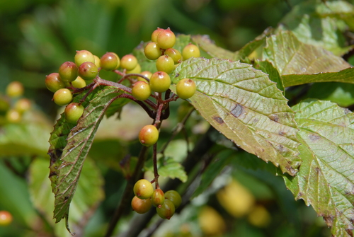 Viburnum betulifolium