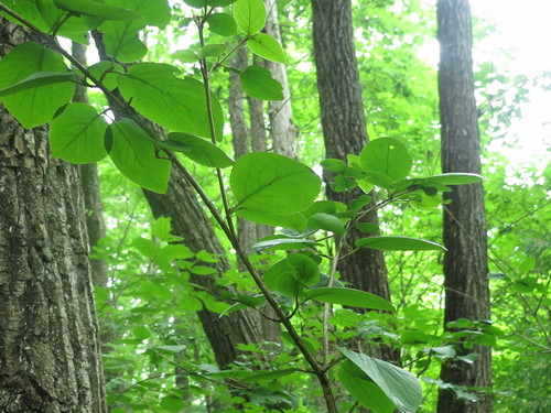 Viburnum burejaeticum (Manchurian viburnum) — photo