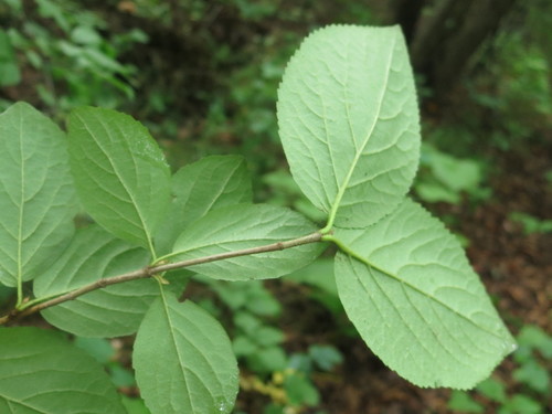 Viburnum burejaeticum (Manchurian viburnum) — photo