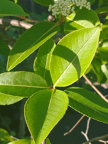 Viburnum cassinoides (Northern wild raisin) — photo