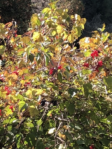 Viburnum cordifolium (Chinese hobble-bush) — photo