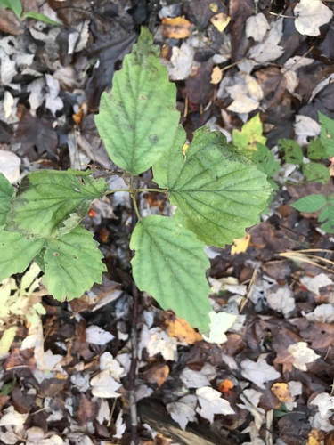 Viburnum cordifolium (Chinese hobble-bush) — photo