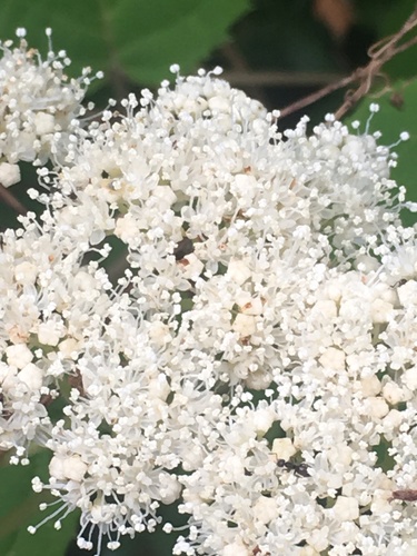 Viburnum cordifolium