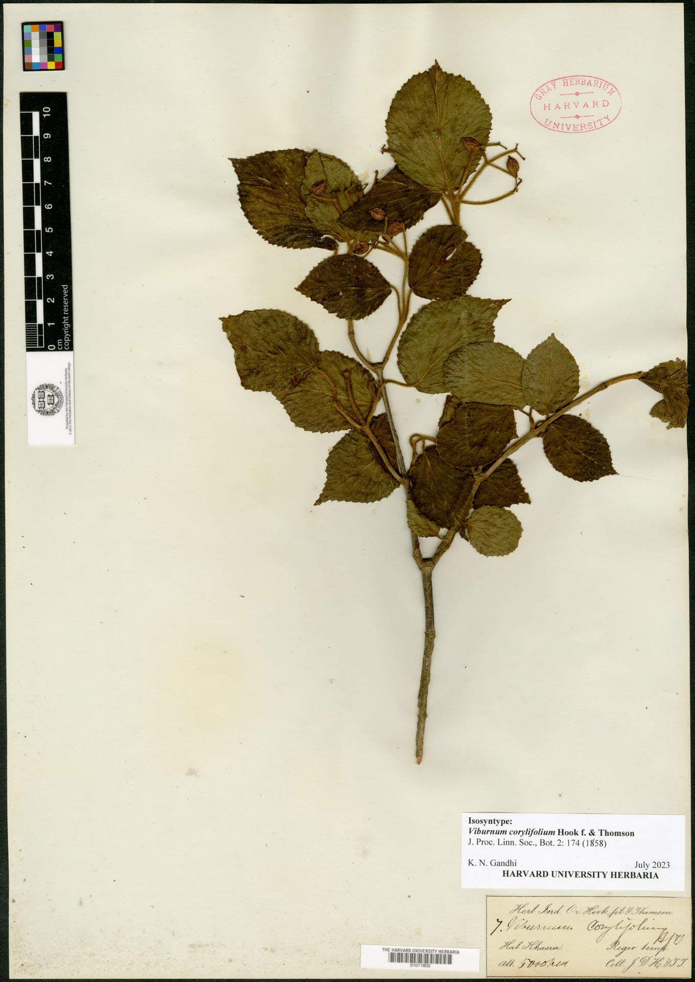 Viburnum corylifolium — photo
