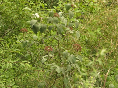Viburnum cotinifolium — photo