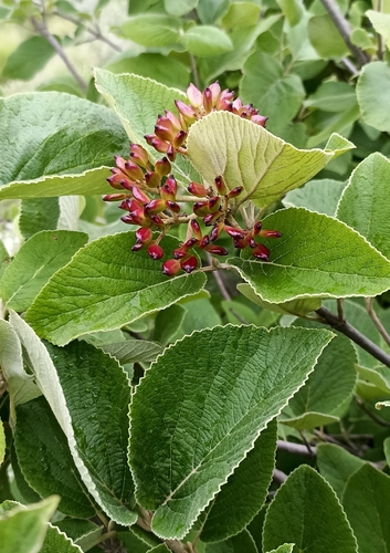 Viburnum cotinifolium