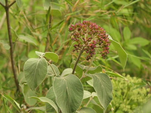 Viburnum cotinifolium — photo