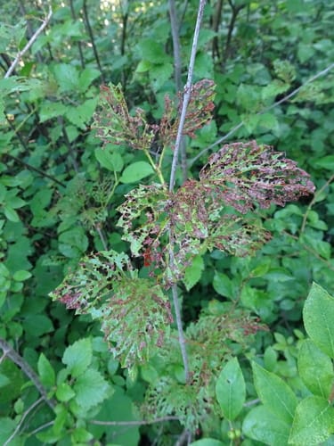 Viburnum dentatum (Arrow wood) — photo