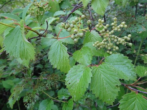 Viburnum dentatum (Arrow wood) — photo