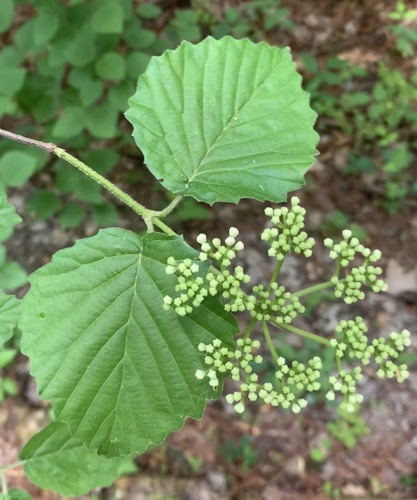 Viburnum dentatum