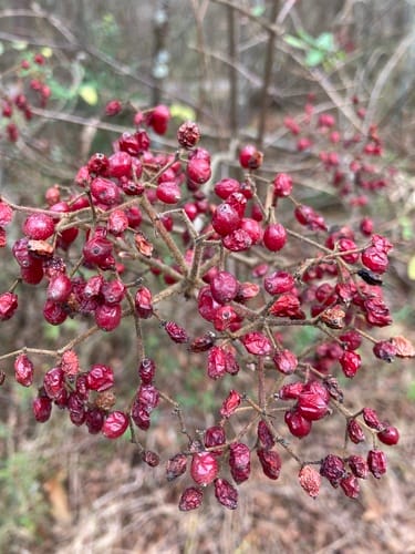 Viburnum dilatatum (Japanese Cranberry) — photo