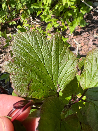 Viburnum edule (Mooseberry) — photo
