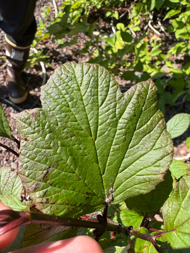 Viburnum edule (Mooseberry) — photo