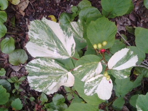 Viburnum edule