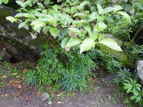 Viburnum erubescens (Reddish viburnum) — photo