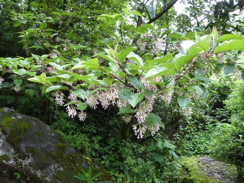 Viburnum erubescens (Reddish viburnum) — photo
