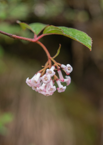 Viburnum erubescens