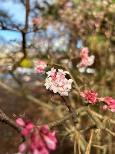 Viburnum farreri (Fragrant Viburnum) — photo