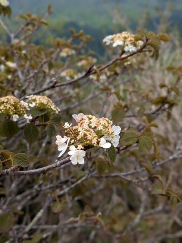 Viburnum furcatum — photo
