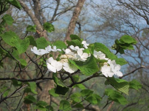 Viburnum furcatum