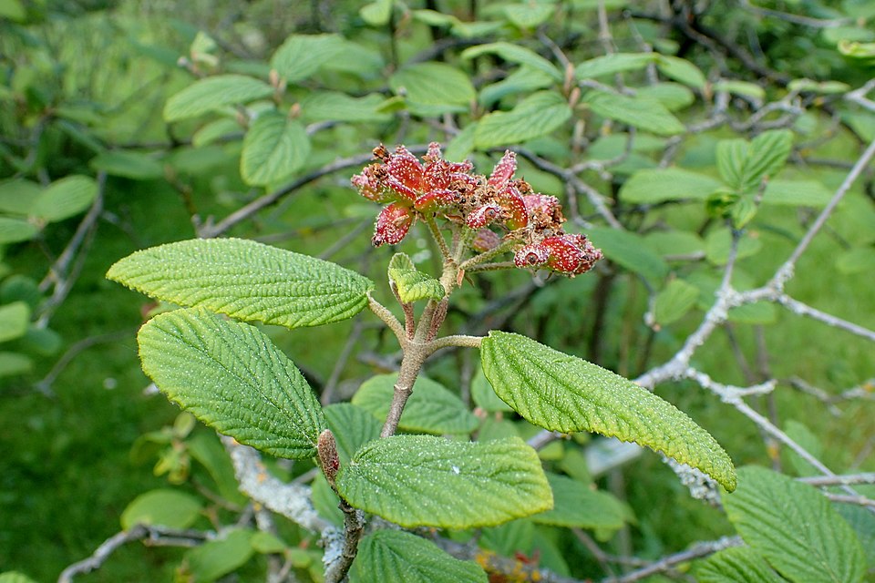 Viburnum glomeratum (Chinese watfaring tree) — photo