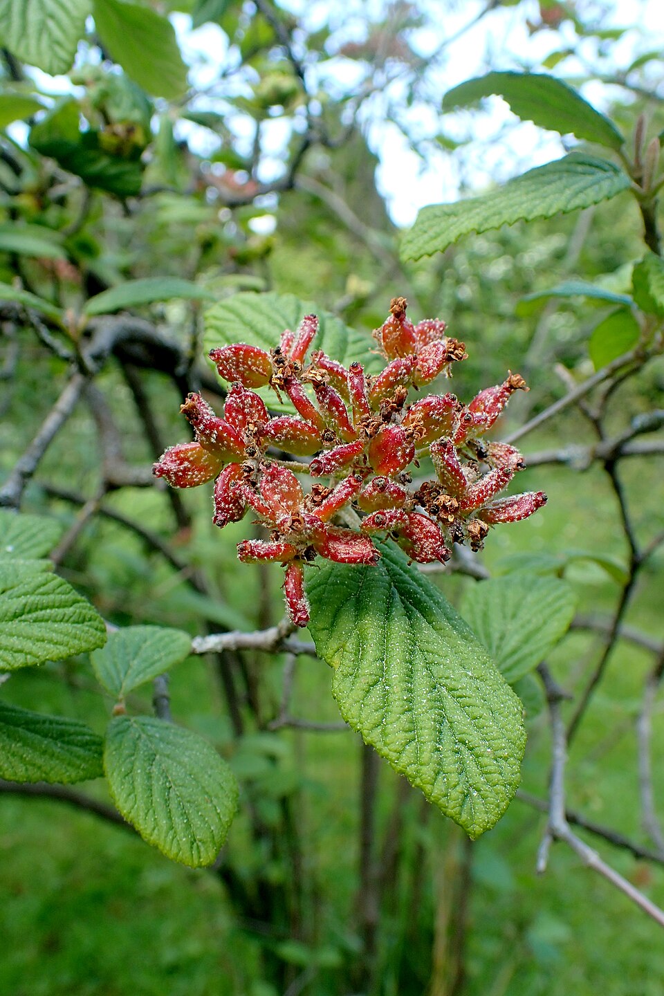 Viburnum glomeratum