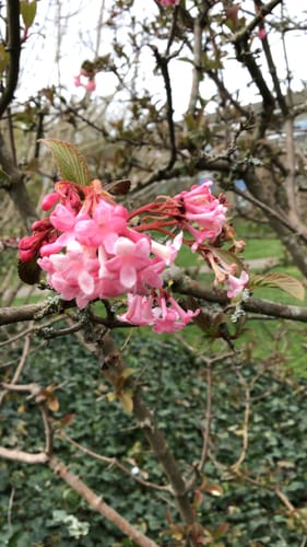 Viburnum grandiflorum (Cranberry bush) — photo