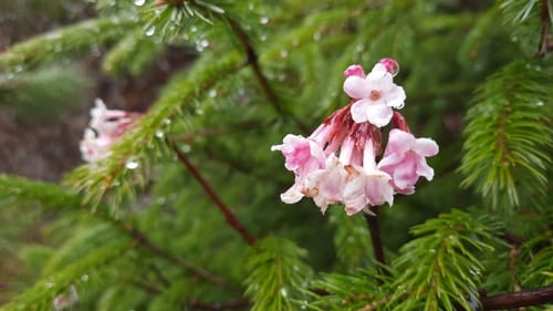 Viburnum grandiflorum (Cranberry bush) — photo