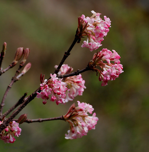 Viburnum grandiflorum