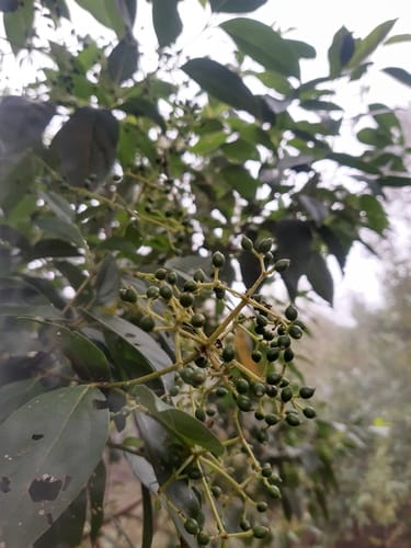 Viburnum hartwegii — photo