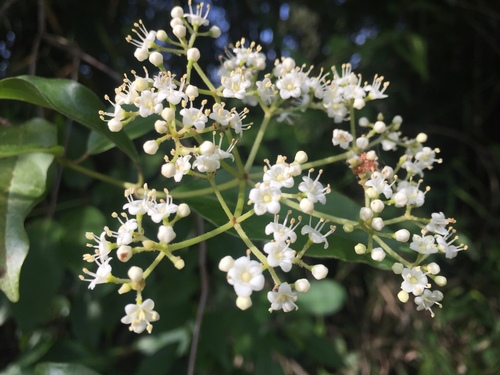 Viburnum hartwegii