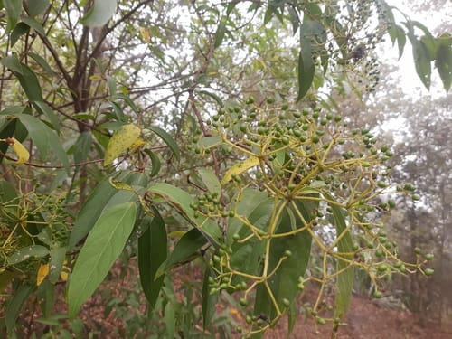 Viburnum hartwegii — photo