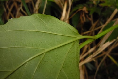 Viburnum japonicum (Japanese Viburnum) — photo