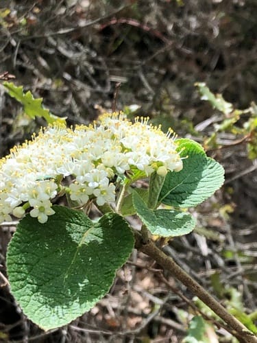 Viburnum lantana (Wayfaring tree) — photo