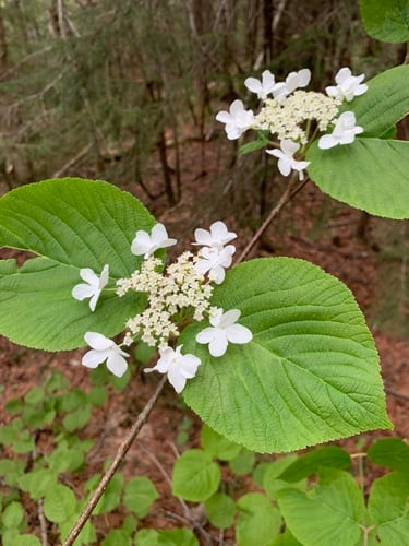 Viburnum lantanoides