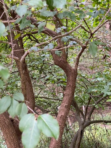 Viburnum lentago (Nanneyberry) — photo