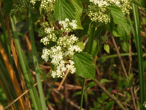 Viburnum luzonicum — photo