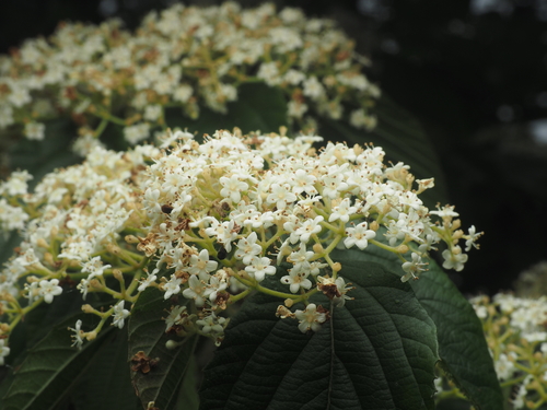 Viburnum luzonicum